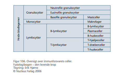 lave lymfocytter lave lymfocytter